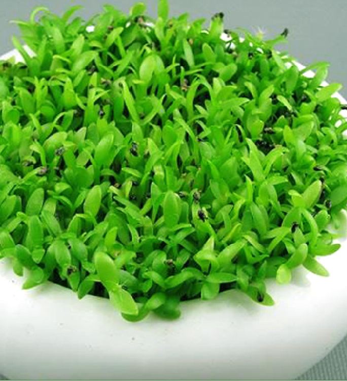 Hạt Giống Cỏ May Mắn - Gói 1gram