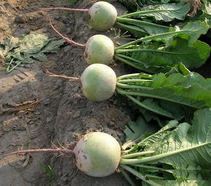 Hạt giống củ cải xanh ruột đỏ - Gói 2gram