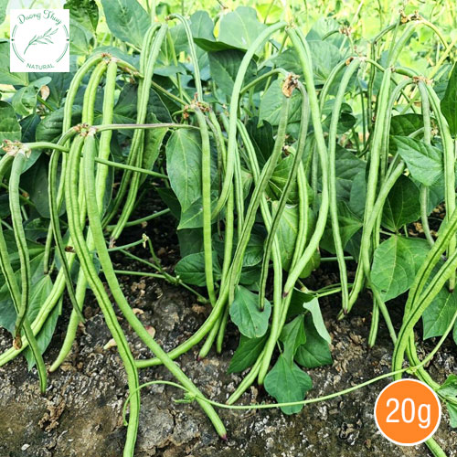 Hạt Giống Đậu Đũa Hạt Đen Cao Sản