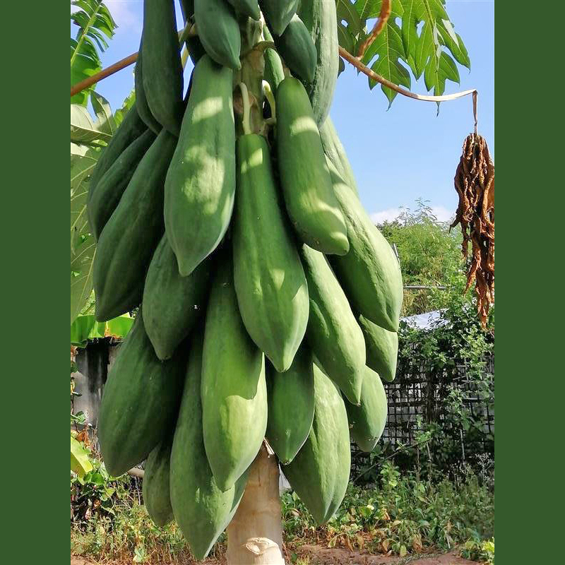Hạt Giống Đu Đủ Siêu Dài Phuket Thái - Gói 5 gram ( 110 -120 hạt )