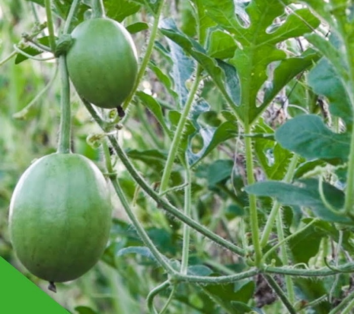 Hạt Giống Dưa Hấu Nụ - Dưa Hồng - Dưa Canh