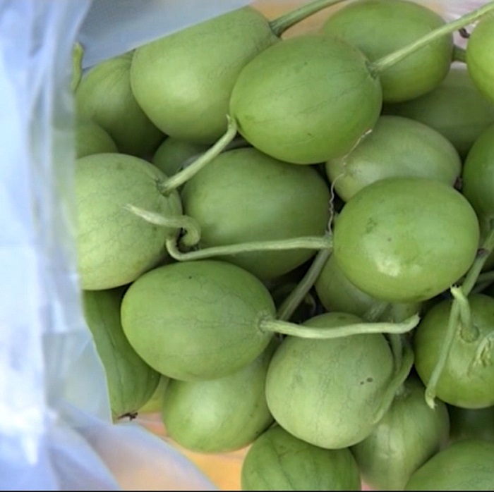 Hạt Giống Dưa Hấu Nụ - Dưa Hồng - Dưa Canh