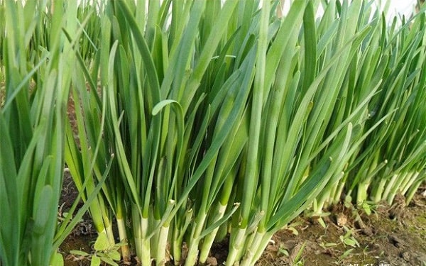 Hạt giống Hẹ Ta Cao Sản - Gói 2gram