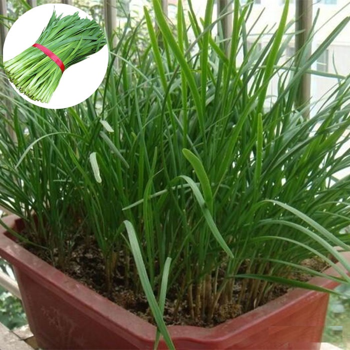 Hạt giống Hẹ Ta Cao Sản - Gói 2gram