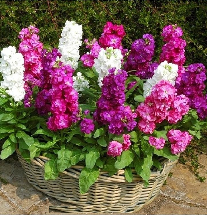 Hạt Giống Hoa Hoàng Anh Mix Màu