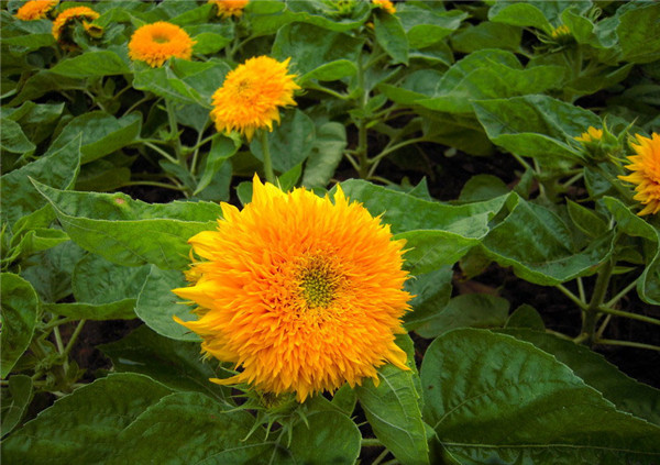 Hạt Giống Hoa Hướng Dương Kép Vàng Cam