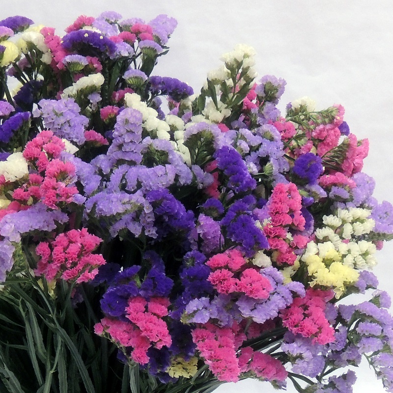 Hạt Giống Hoa Salem Mix Màu