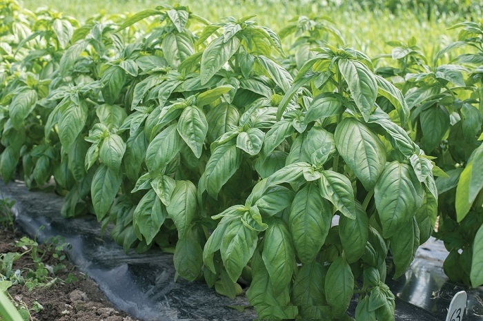 Hạt Giống Rau Húng Tây Basil Ý - Gói 100 hạt