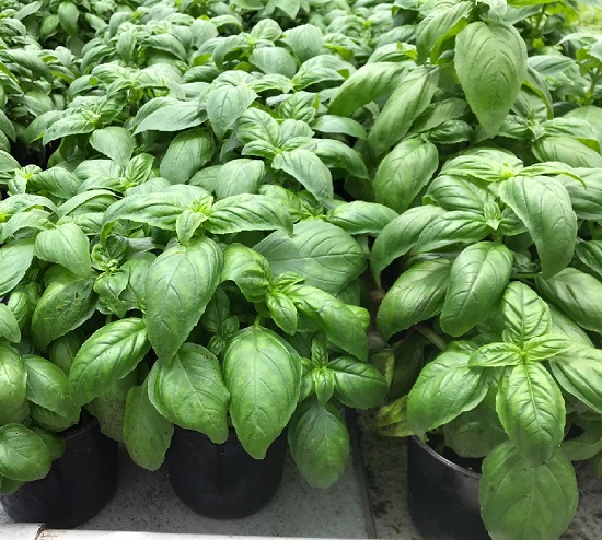 Hạt Giống Rau Húng Tây Basil Ý - Gói 100 hạt