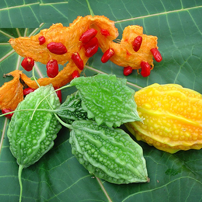 Hạt Giống Khổ Qua Rừng