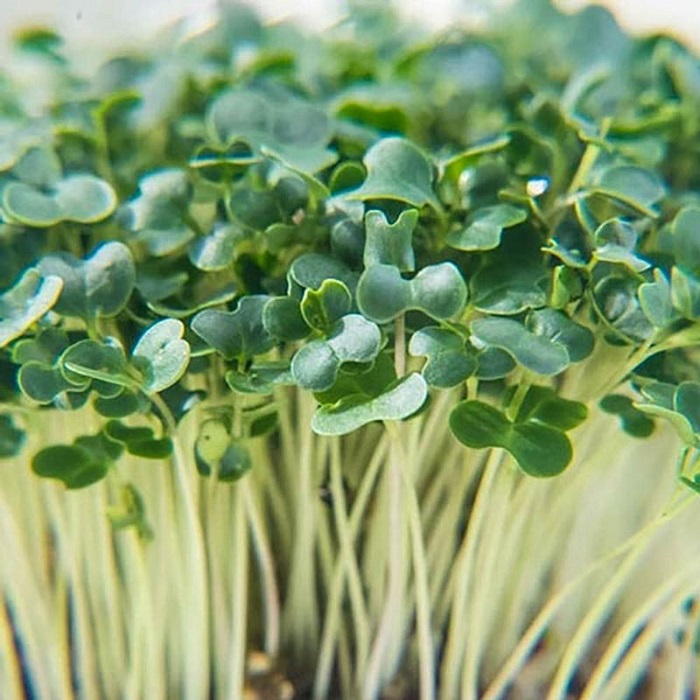 Hạt Giống Rau Mầm Củ Cải Trắng - Gói 20gram
