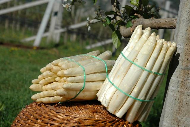 Hạt Giống Măng Tây Trắng F1