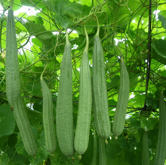 Hạt Giống Mướp Khía Thái Lan F1
