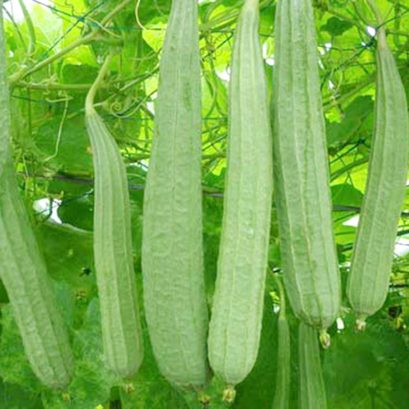 Hạt Giống Mướp Khía Thái Lan F1