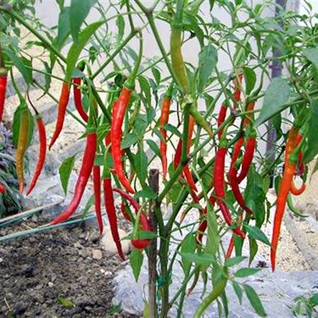 Hạt Giống Ớt Chỉ Địa F1