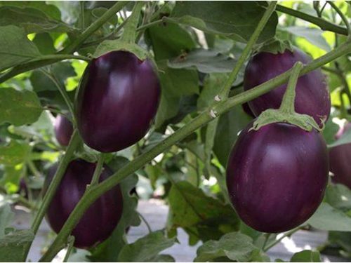 Hạt Giống Cà Bát Tím Quả Tròn