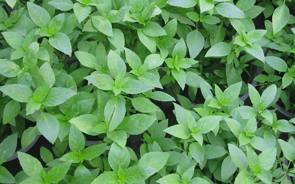 Hạt giống Rau Húng Quế - Gói 5 Gram