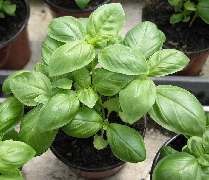 Hạt Giống Rau Húng Tây Basil Ý - Gói 100 hạt
