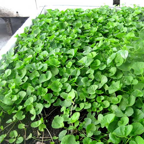 Hạt Giống Rau Má Lá Nhỏ