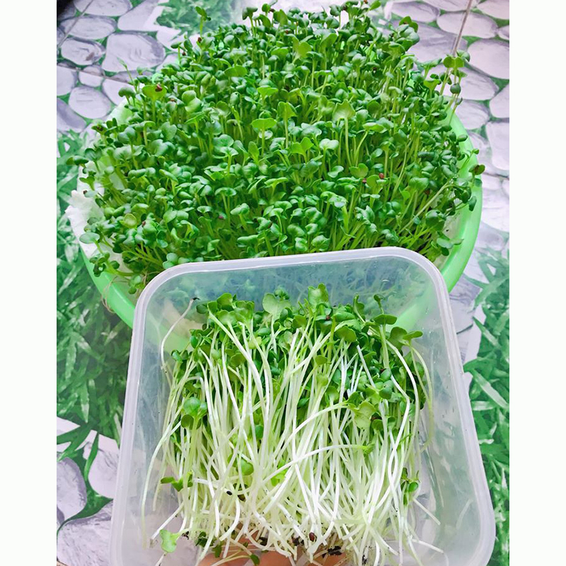 Hạt giống mầm cải ngọt (Tsoi Sim Sprouts) - Gói 20gram