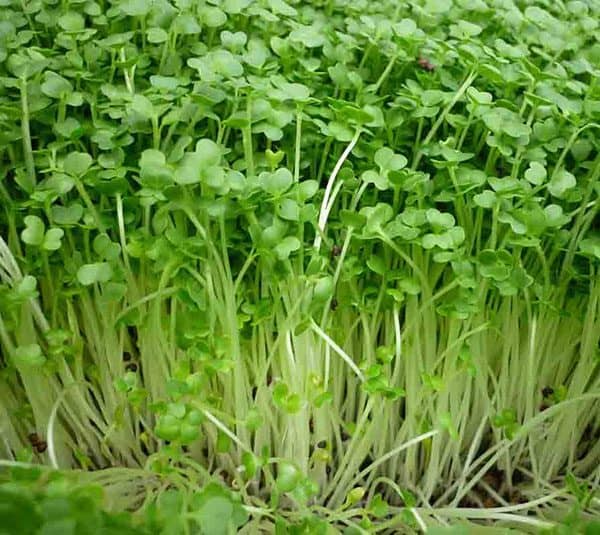 Hạt Giống Mầm Cải Xanh Đà Lạt - Gói 20gram