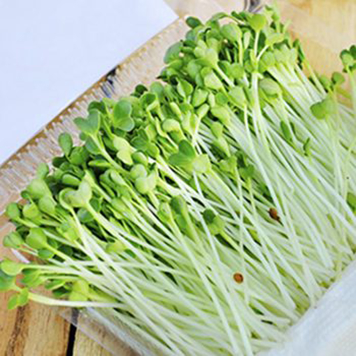 Hạt Giống Rau Mầm Củ Cải Trắng - Gói 20gram