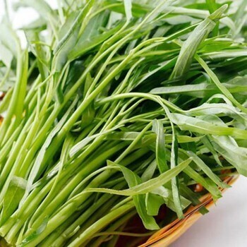 Hạt Giống Rau Muống Cạn  (Rau Muống Lá Tre)