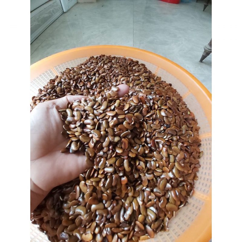 Hạt Giống Cây Sưa Đỏ