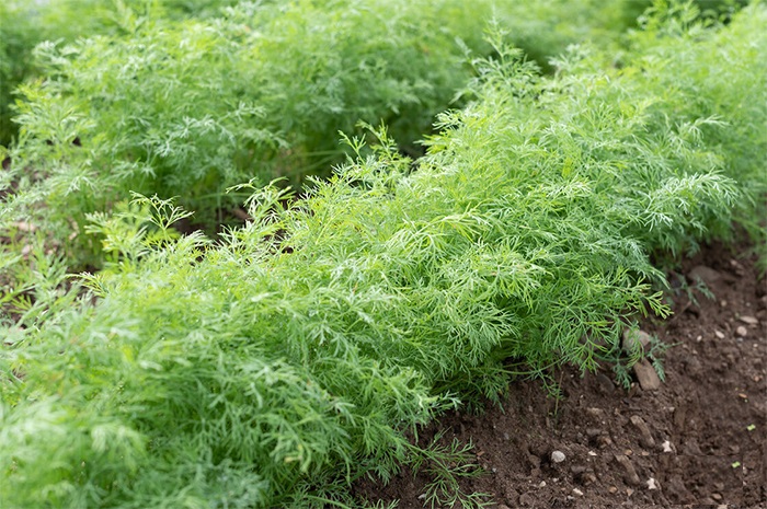 Hạt Giống Rau Thì Là Bốn Mùa - Gói 10gram