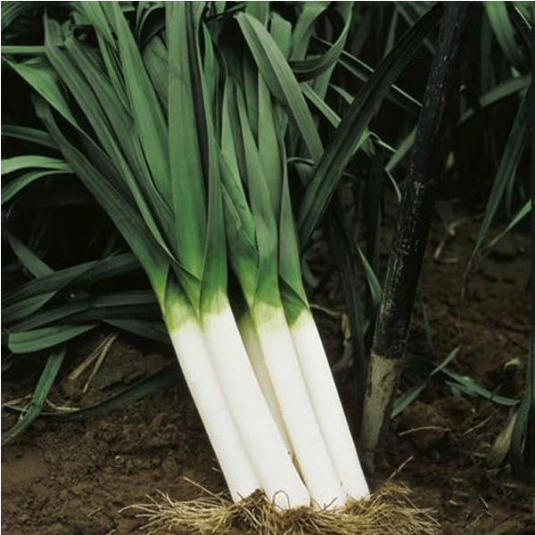 Hạt Giống Tỏi Tây - Hành Boa Rô - 0.5 Gram