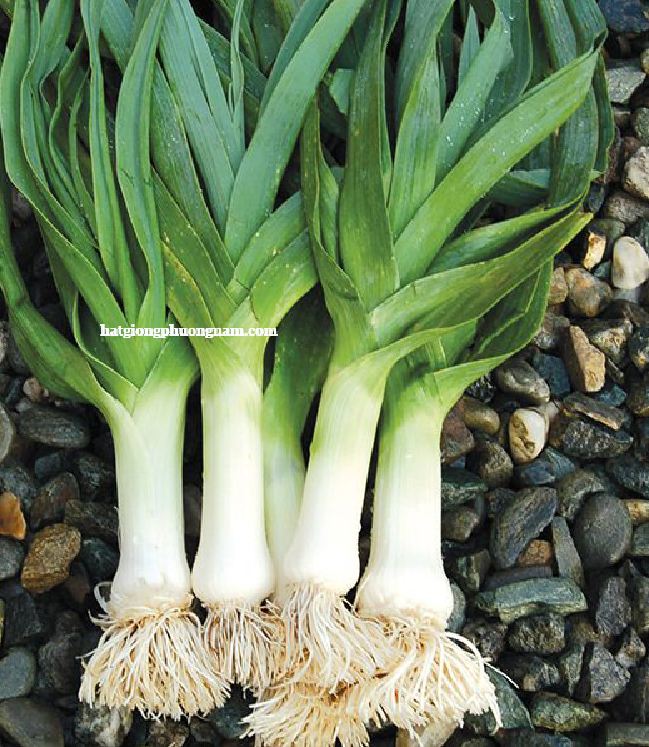 Hạt Giống Tỏi Tây - Hành Boa Rô - 0.5 Gram