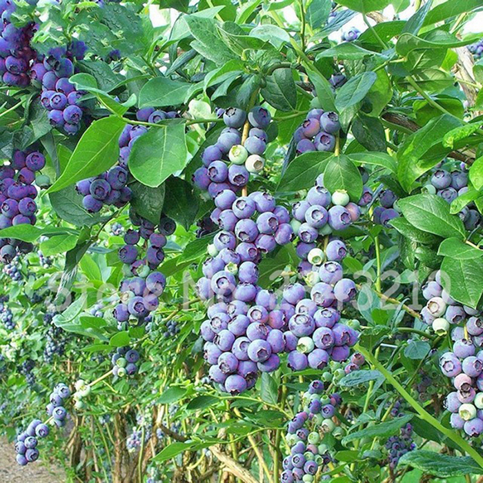 Hạt Giống Trái Việt Quất Xanh