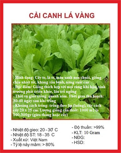 Hạt giống rau cải canh lá vàng