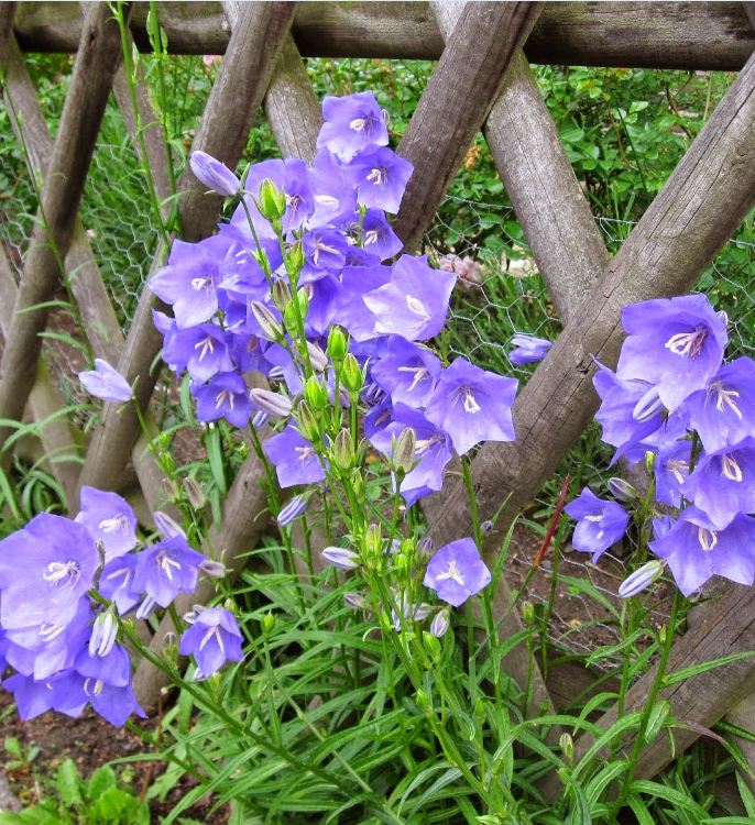 Hạt Giống Hoa Cát Cánh