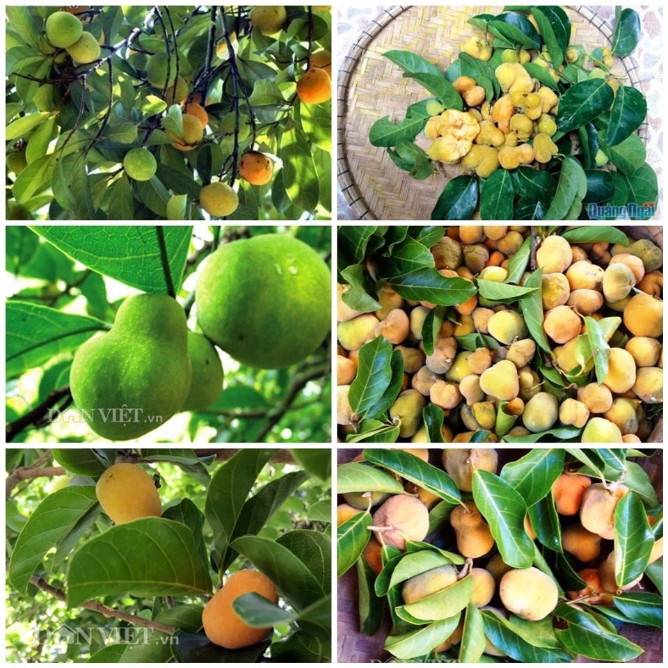 Hạt Giống Cây Chay