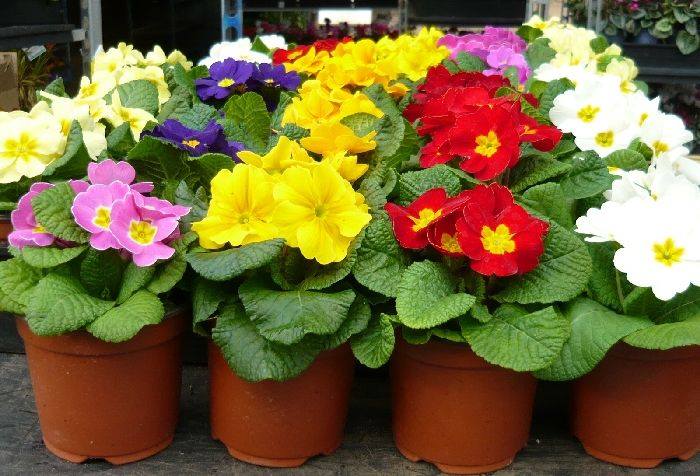 Hạt Giống Hoa Báo Xuân Nhiều Màu
