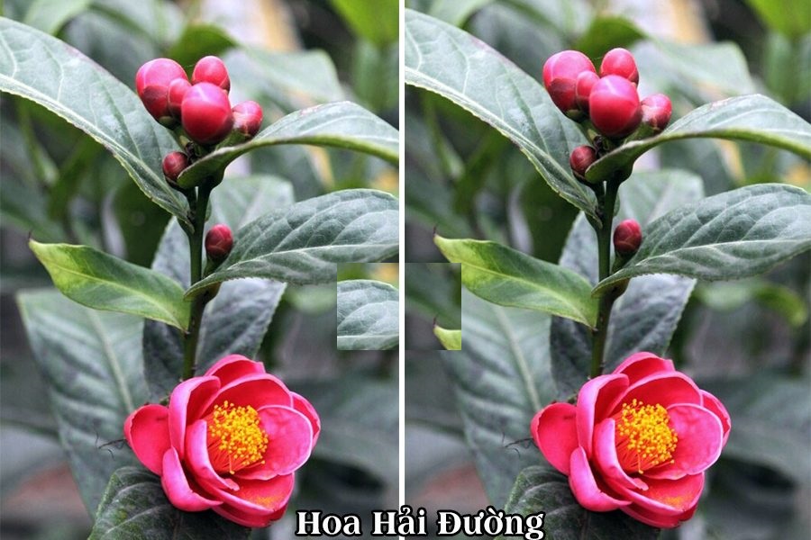 Hạt Giông Hoa Hải Đường