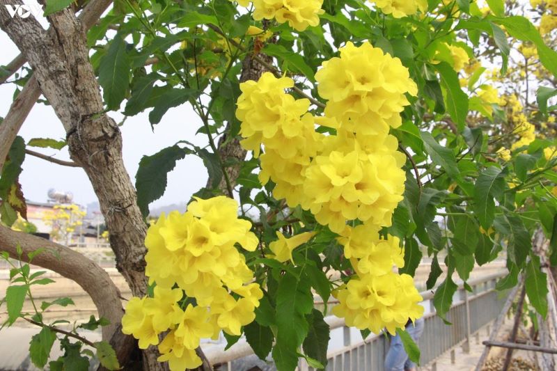 Hạt Giống Cây Hoa Chuông Vàng