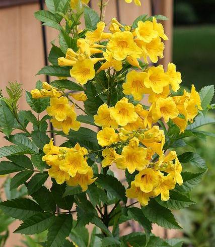 Hạt Giống Cây Hoa Chuông Vàng