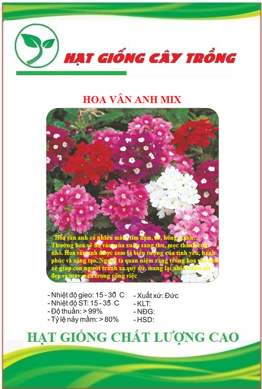 Hạt giống hoa cúc vân anh mix màu - Gói 50 hạt