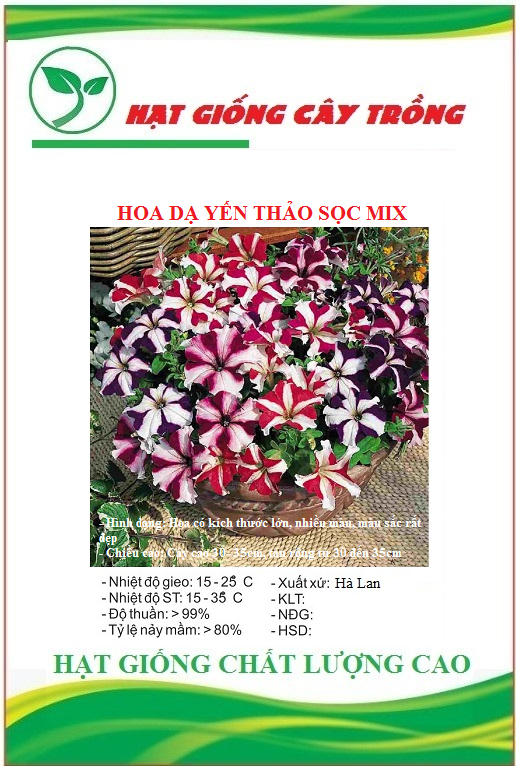 Hạt giống hoa dạ yến thảo sọc nhiều màu - Gói 50 hạt