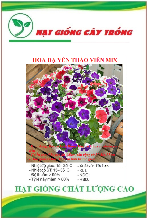 Hạt giống hoa dạ yến thảo viền nhiều màu - Gói 50 hạt