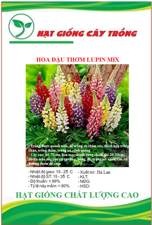 Hạt giống hoa đậu thơm lupin nhiều màu - Gói 50 hạt