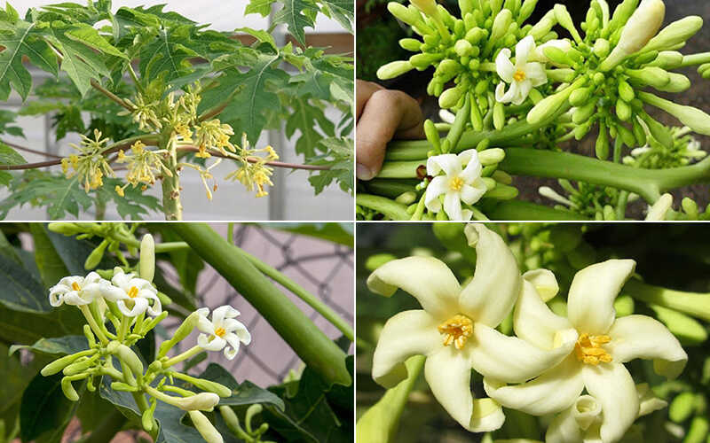 Hạt Giống Cây Đu Đủ Đực