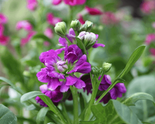 Hạt Giống Hoa Hoàng Anh Mix Màu