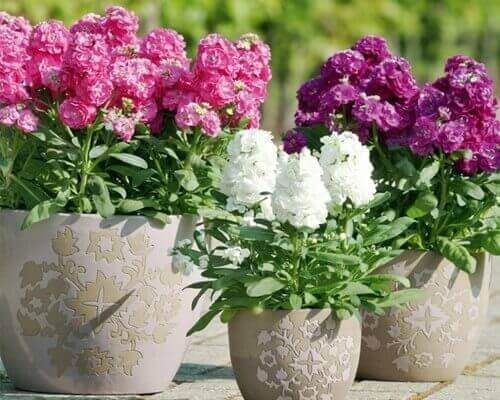 Hạt Giống Hoa Hoàng Anh Mix Màu
