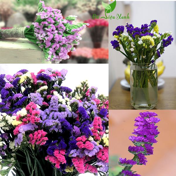 Hạt Giống Hoa Salem Mix Màu