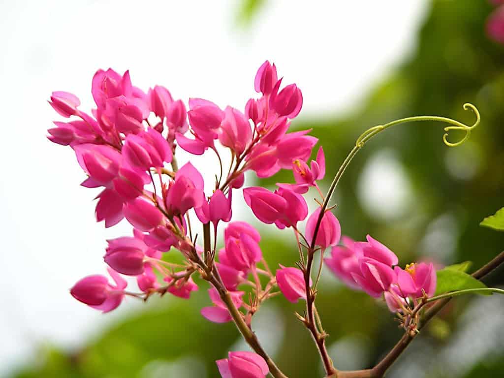 Hạt giống hoa tigon - Gói 5 hạt - khá dễ trồng và có thể thích nghi tốt với nhiều điều kiện khí hậu