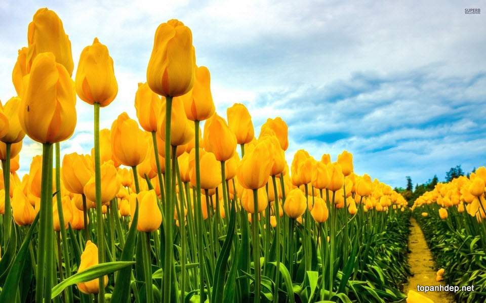 Bộ 5 củ giống hoa tulip màu vàng