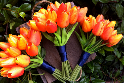 Bộ 5 củ giống hoa tulip hoa màu cam